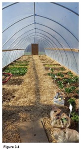 Figure 3.4 - View of inside of greenhouse with varied beds on left and right which are partially planted.